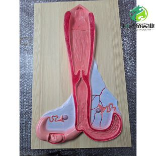ţ�ӌmģ�� �i��ţ�����R�����ӌmģ�� ������K���ٽ���ģ��