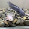 [8-10cm] White Dragon + Black Dragon Free Fish Lebao + Tweezers + Feed