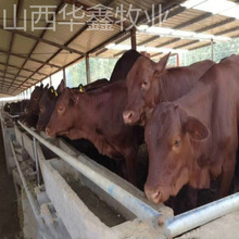哪種牛苗好養殖 育肥架子牛 西門塔爾牛 魯西黃牛牛犢子母牛價格