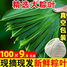 【100张野生新鲜粽叶】端午节包粽子叶专用特大号箬叶天然