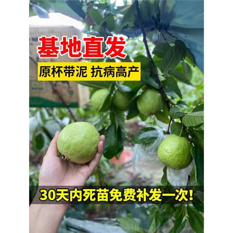 番石榴树苗盆栽红心地栽芭乐树少籽南方种植帝王四季庭院当年结果