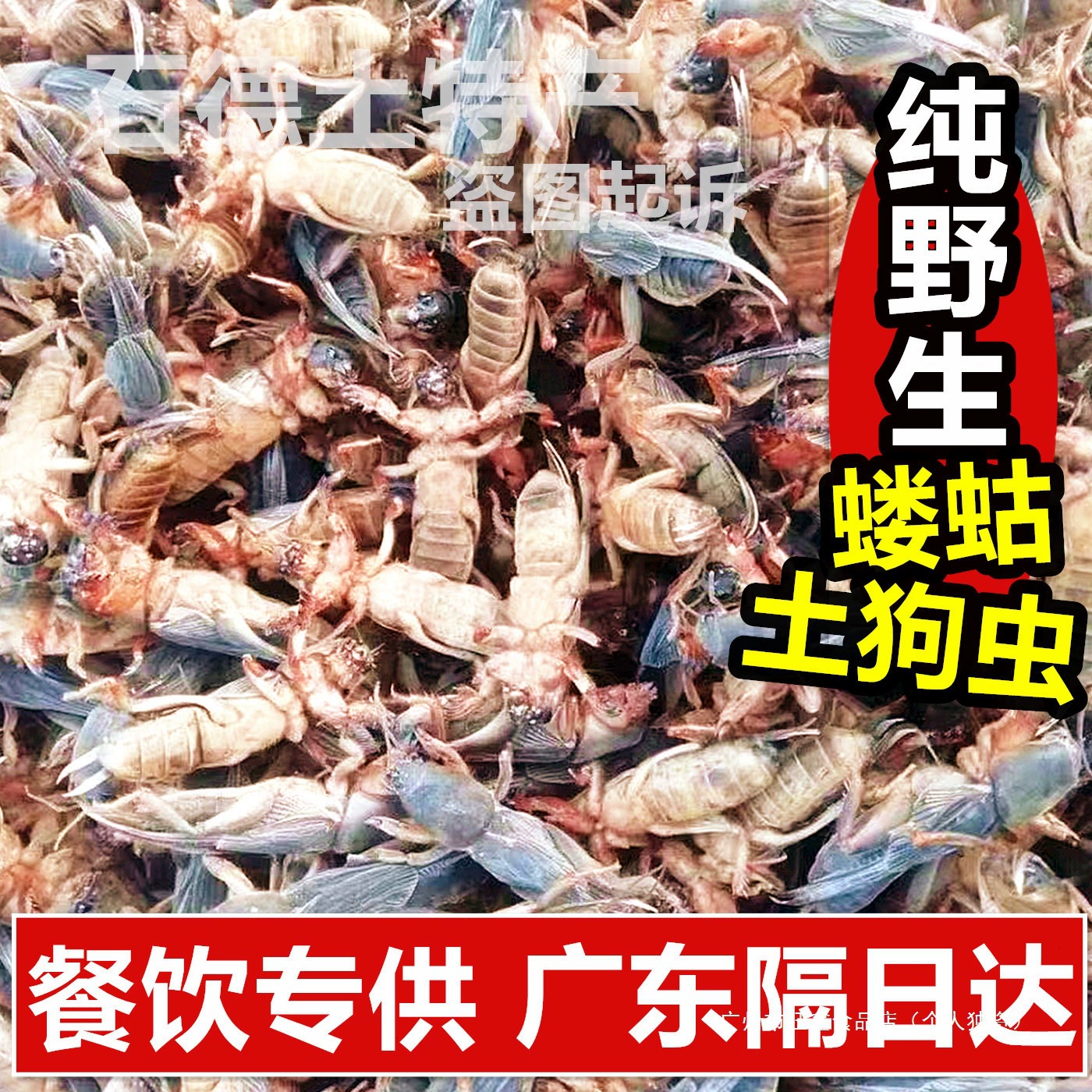 Замороженный дикий крекет — свежий, богатый белком, съедобный насекомый.