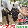 Gylogen Grand Big Jifeng Grape Seedlings Climbing Vine Sunshine Rose Cold Resistant Hymphoic Herbal Planting Fruits and Fruit Seedlings