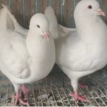 白羽王種鴿的價格落地王青年鴿大型肉鴿養殖基地