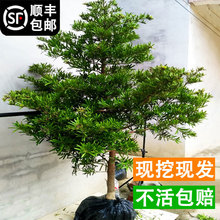 罗汉松树苗迎客松室外庭院植物地栽雀舌米叶四季常青盆景造型绿植