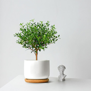 С�~������Ա��W�L�Gֲ����͏d�҃�������B��Gֲ�ļ�ֲ�ﻨ��