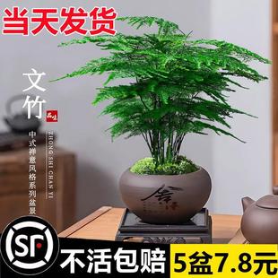 Asparagus Potted Plant Indoor Living Room Chinese Zen Micro Bonsai Office Desk Flower Creative Mini Small Green Plant