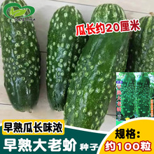 华煜早熟大老蚧黄瓜种子 山东老黄瓜刺溜旱黄瓜春秋脆嫩老品种黄