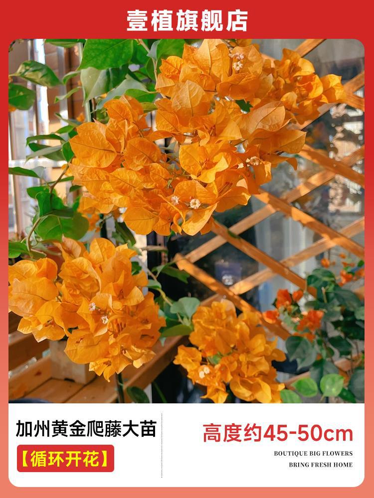 [계절꽃] 캘리포니아 황금덩굴 모종 [45-50cm]