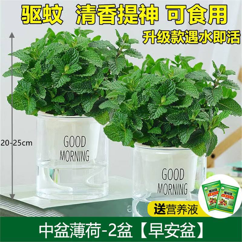 薄荷盆栽可食用柠檬薄荷苗水培驱蚊植物室内阳台花卉桌面好养绿植
