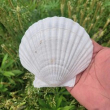 ȻؐƬ׃@ֹdiyLTfװɫСؐݺđ