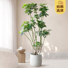 ���_ľ���;Gֲ�҃����Կ͏dֲ������ľ�k���Ұ˷���ؔ����ȩ���l