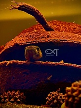 �������쾰��ܹ���  ������� ���Ͷ�� ���~ ���� �،m�����