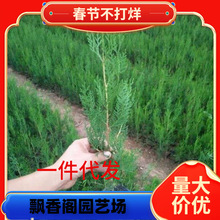 һ�����l�Ȱؘ����؈A���ɘ��^�l�����ɰ����؂Ȱ�֦�~�ɰ�����