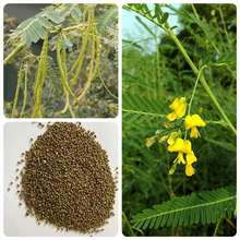 ��ݼ�N�����ݷN���}�|���������G�ʹ��@�Nֲ���Ӣ�ϻ���ޣ����