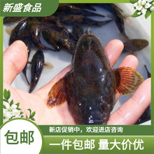 肉食鱼 肉食鱼品牌 图片 价格 肉食鱼批发 阿里巴巴