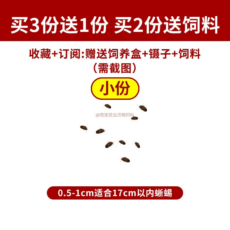 [杜比亚蟑螂昆虫爬宠活饵饲料新成体繁殖组半斤中国]