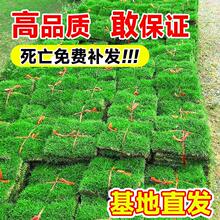 草皮真草坪带泥土别墅花园绿化四季青果岭草台湾草马尼拉草皮带土