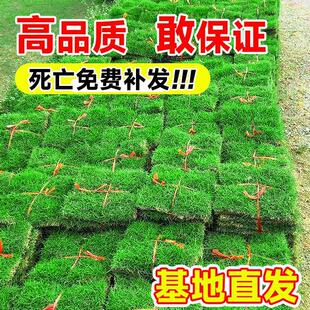 Turf Real Lawn with Soil House Garden Greening All Year Round Green Green Grass Taiwan Grass Manila Turf with Soil