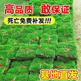 草皮真草坪带泥土别墅花园绿化四季青果岭草台湾草马尼拉草皮带土