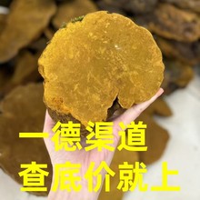 野生西藏波密桑黄新一批到货 大 小 中灵芝