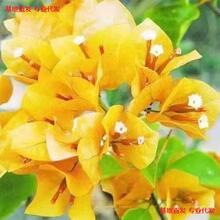 �ͺ�����÷�؃r�ļ��_���͟�����ͥԺ��ɫ���ܾGֲ����  ֲ��