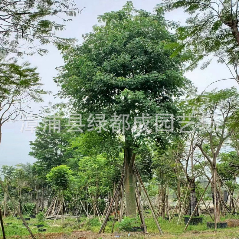 发布供应商品 - 1688.com 全球领先的采购批发平台