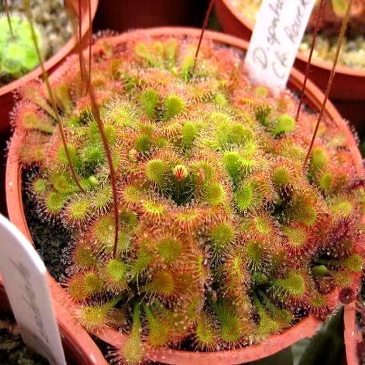Spoonwort Pitcher Plant Flytrap Felt Moss Piranha Carnivorous Plant Desktop Mini Cute Potted Plant Sticky Fly Bug