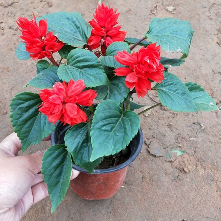 Куча красный Цзянсу Huaxiang оптом большое количество сезонных цветов Трава куча Красный проект аренды цветов