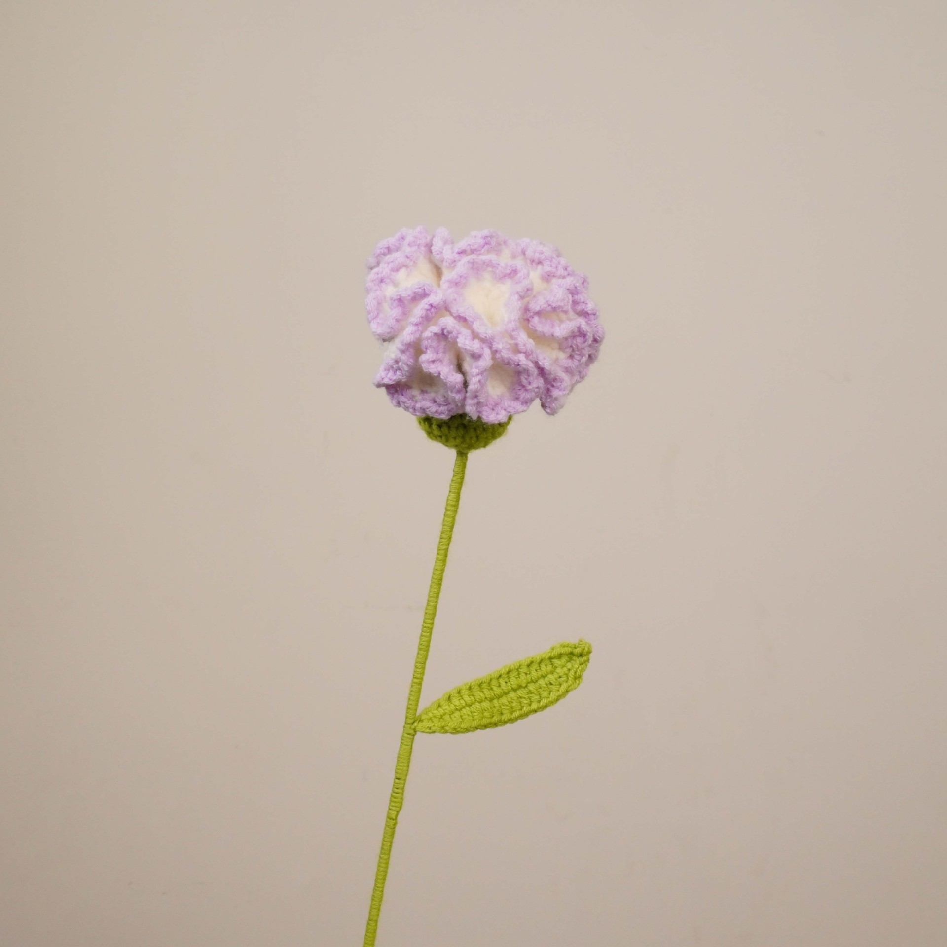 카네이션(그라데이션 퍼플)