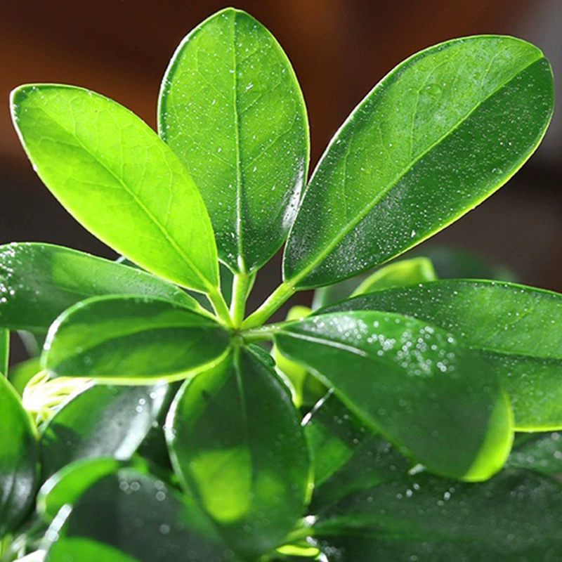 Купи один, получи четыре: серый прозрачный пластиковый горшок с семилепестковым лотосом, золотым бамбуком и миниатюрными кокосовыми зелеными растениями для красивого рабочего стола.