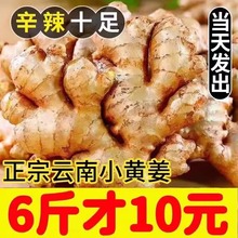 正宗云南小黄姜农家新鲜现挖食用生姜姜母嫩月子姜高山姜老姜5