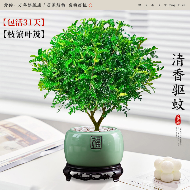 고급 향기로운 고추나무 + 에메랄드 그린 도자기 세면대 + 원형 베이스 (포장석 + 영양성분 포함)