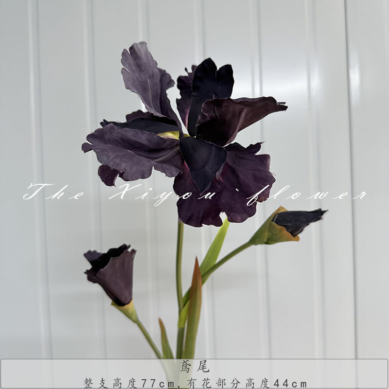 아이리스-포도 보라색