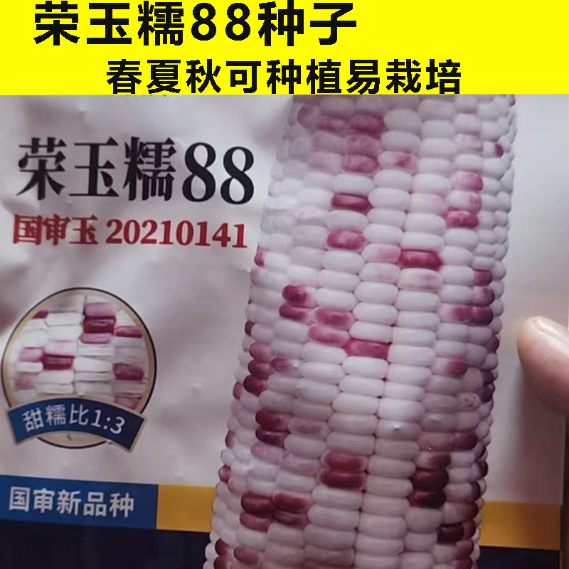 Rongyu Nuo 88 Flower Sweet Glutinous Corn Seeds Glutinous Sticky Corn Seeds Colorful Sweet High-Yield Fruit Corn Super Sweet
