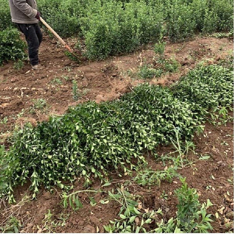 基地大叶黄杨冬青卫矛扶芳藤苗道路绿化苗木工程用苗色块爬墙常绿
