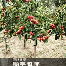 山楂树活苗大五棱甜红子山楂苗南方北方种植盆栽地栽山楂嫁接果苗