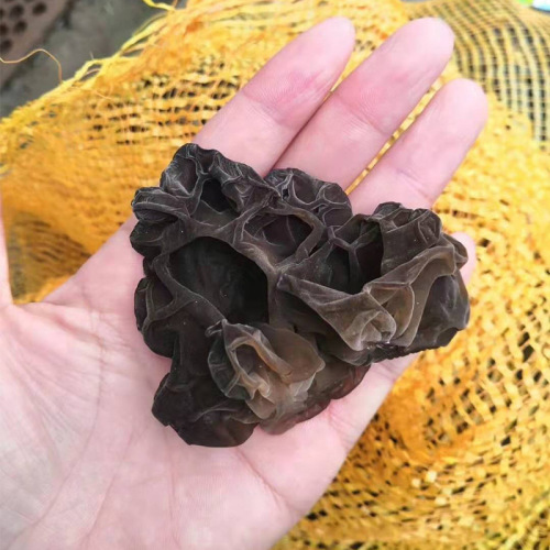 Xinjiang Baicheng black fungus 500g*2 bags of specialty dry goods small bowl of autumn fungus with thick flesh, no roots and no need to pick