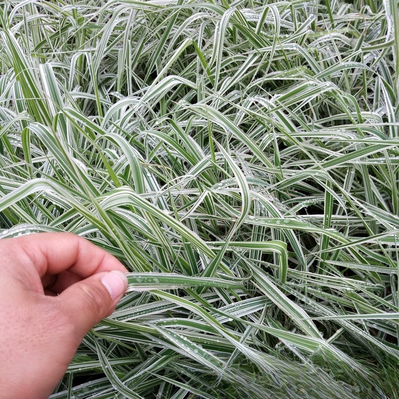 Цветок и лист нефритовый пояс посадка травы саженцы Байфу садовая база оптом Цветочная кайма клумба декоративные почвопокровные растения