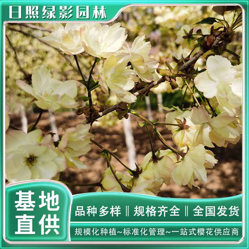 O1CN01VvphcU1n1n52qEUS7_!!1774