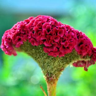 Flower Seeds Are Sown and Bloom in All Seasons, Easy-To-Live Flower Seeds, Indoor and Outdoor Balcony Courtyard Potted Flower Seeds, Cockscomb Flower Seeds