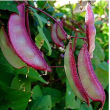 N t{ ϱⶹ   ߲~С~Nl