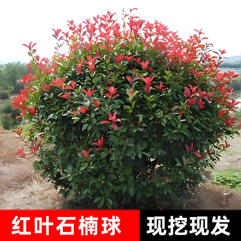 红叶石楠树苗基地批发庭院别墅绿化工程苗公园耐寒耐旱高杆石楠球