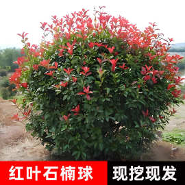 红叶石楠树苗基地批发庭院别墅绿化工程苗公园耐寒耐旱高杆石楠球