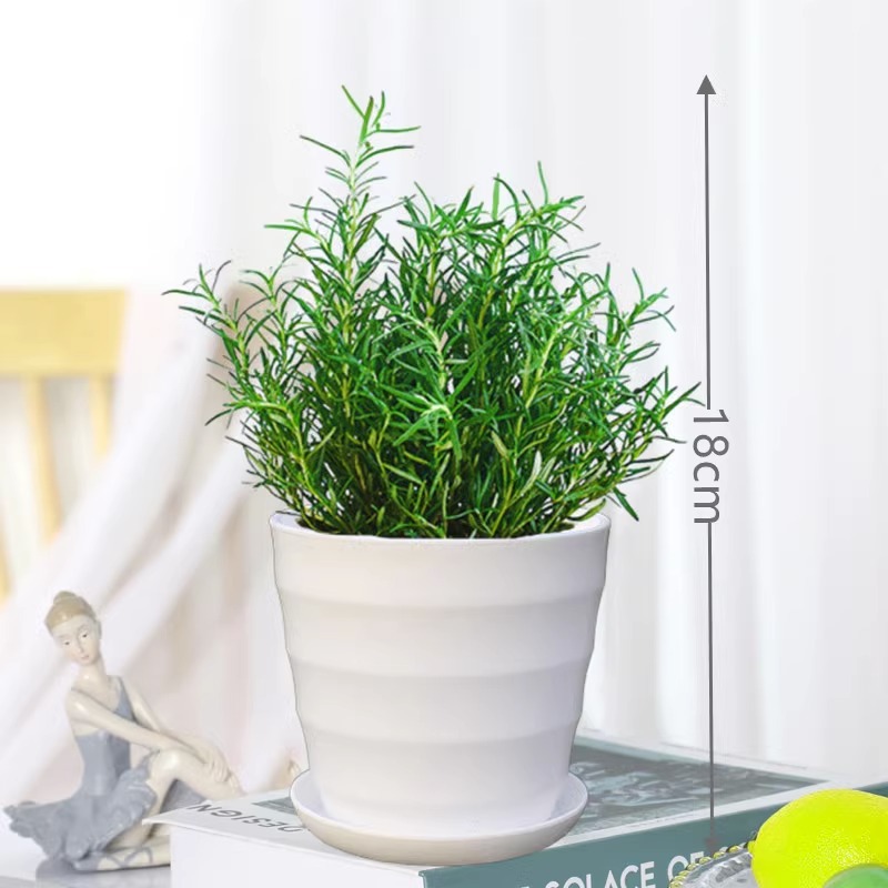 식용 등급 로즈마리 중간 모종(흰색 실 화분) + 영양 용액