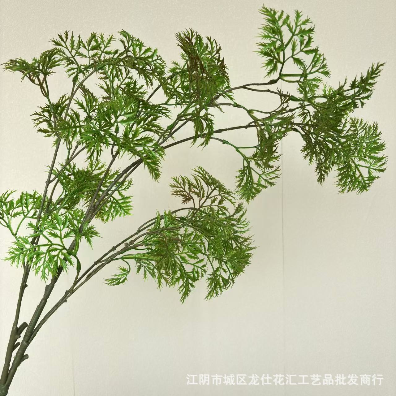 Podocarpus verde otoño