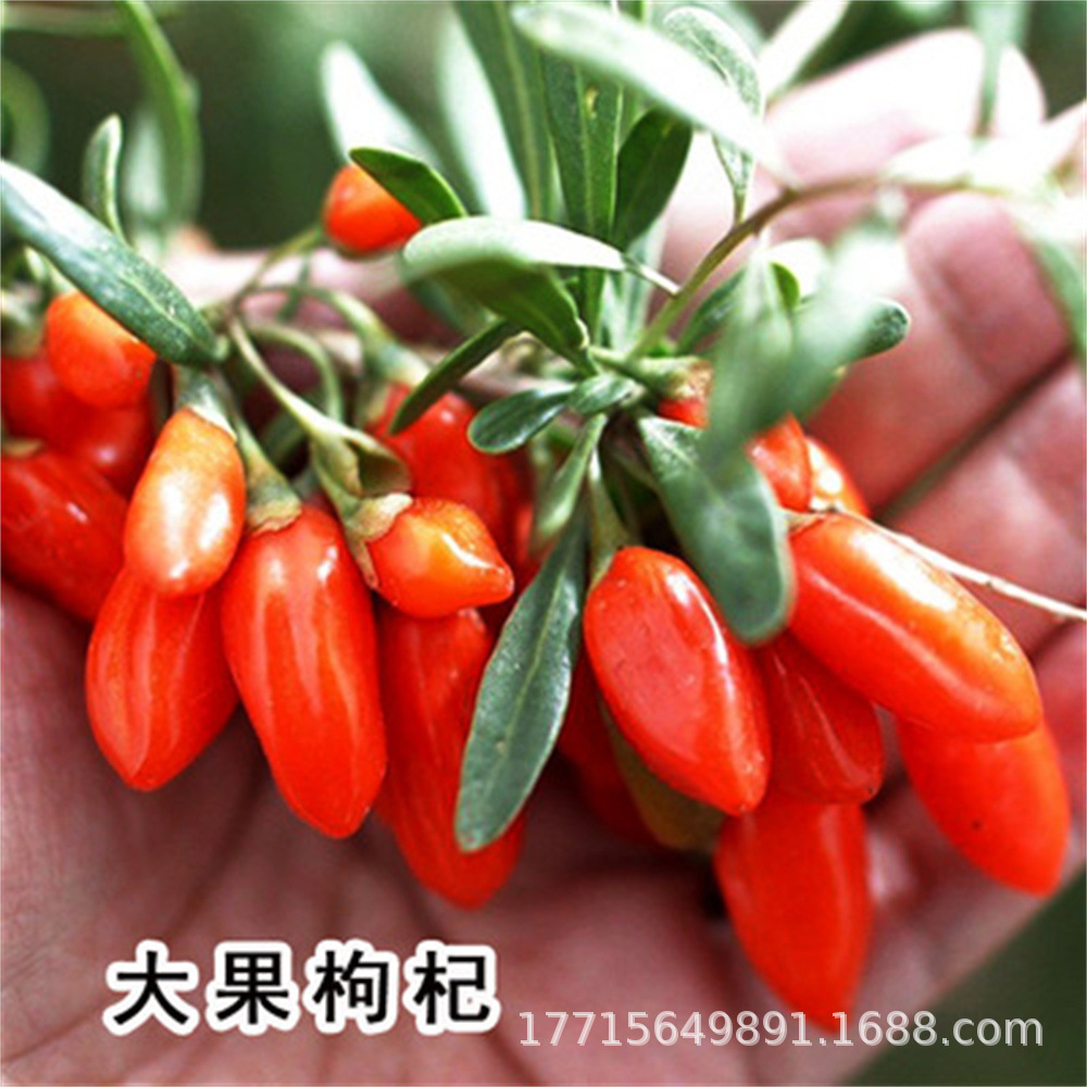 现挖宁夏野生红黑枸杞树苗盆栽地栽适合四季南北方种植果树易成活