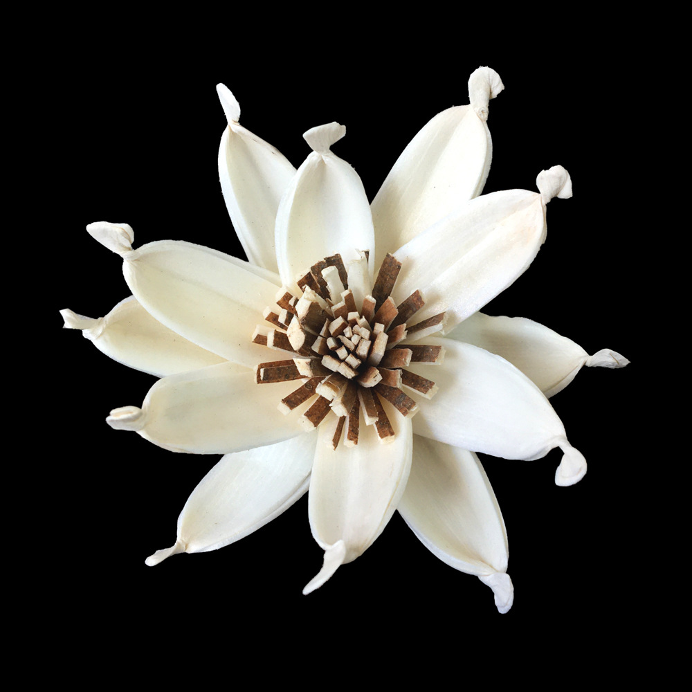 6.5cm栀子花