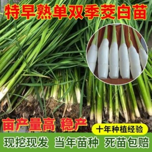 �㽭���׷N��N���؆μ�����߹���߹S�����r���~���Nֲ����Y��