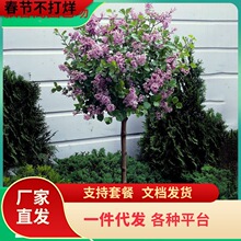 һ�����l�����Ƕ��㻨�����ļ��Nֲ�_���������ϱ����҃�����ͥԺ